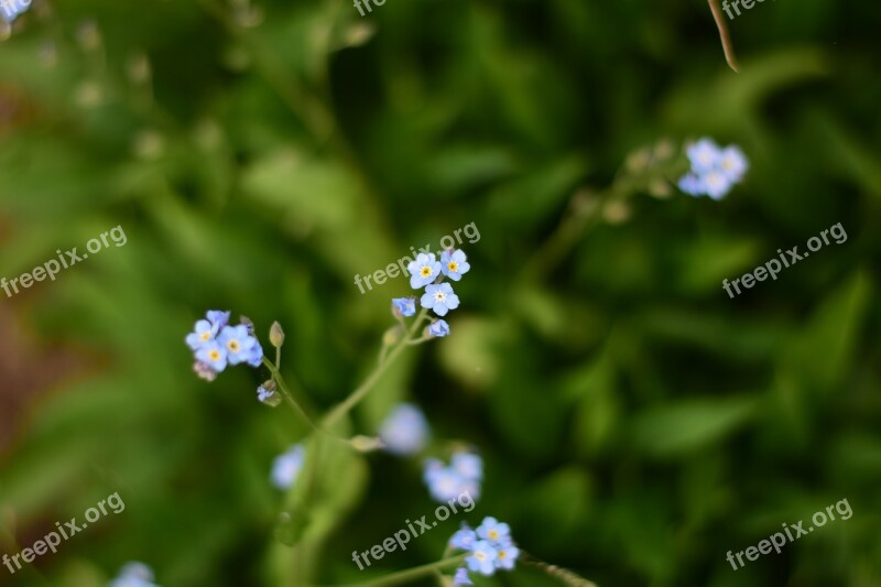 Forget Me Not Myosotis Flower Green Light Blue