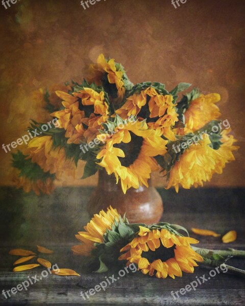 Sunflowers Yellow Bouquet Summer Field