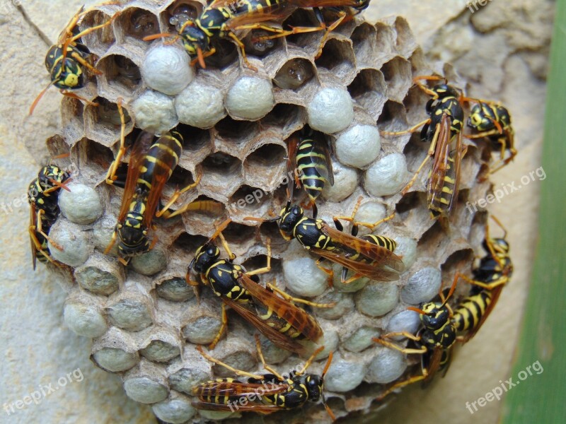 French Wasps Sting Hornet Pollen Insects