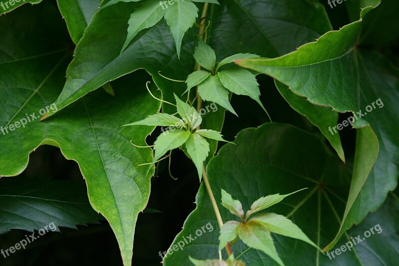 Wine Partner Green Leaf Leaves Entwine