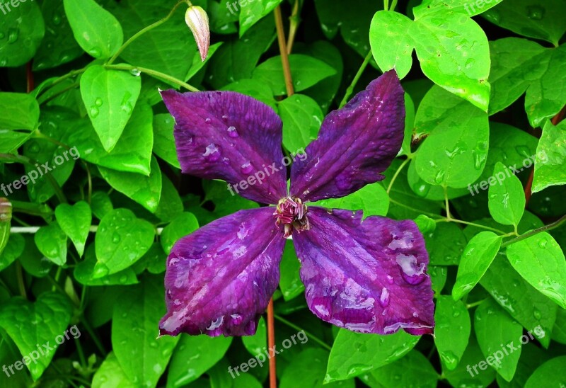 Flower Clematis Violet Closeup The Petals