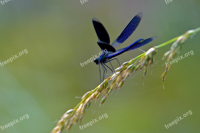 Beautiful Demoiselle Bright Dragonfly Demoiselle Mare Insect