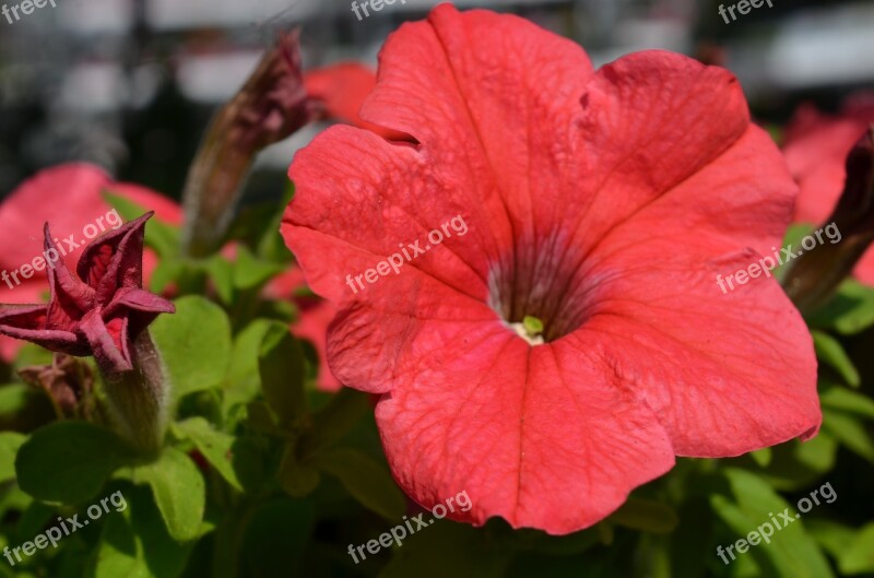 Plant Flower Floral Nature Garden