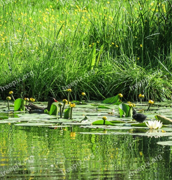 Waterfowl Moorhen Common Moorhen Mother Child