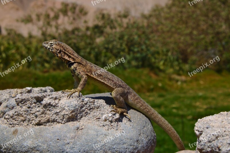 Lagarto Animal Animales Natural Cuadripodo