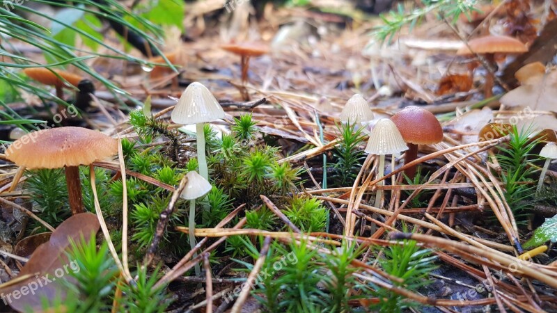 Fall Mushroom Forest Autumn Magical