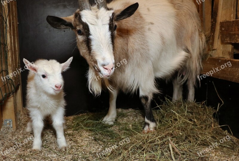 Goat Culture Kid Newborn Cute