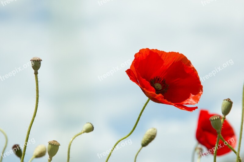 Red Poppy Wild Field Wild Flowers Delicacy