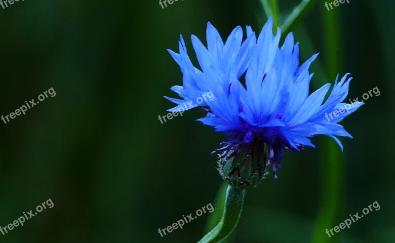 Landscape Nature Cornflower Blue Light