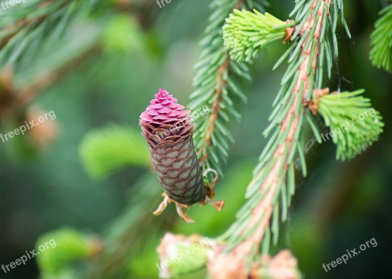 Cone Pink Forest Nature Evergreen Tree