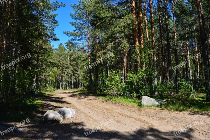 Forest Road Pine Stones Dirt Road Through The Forest