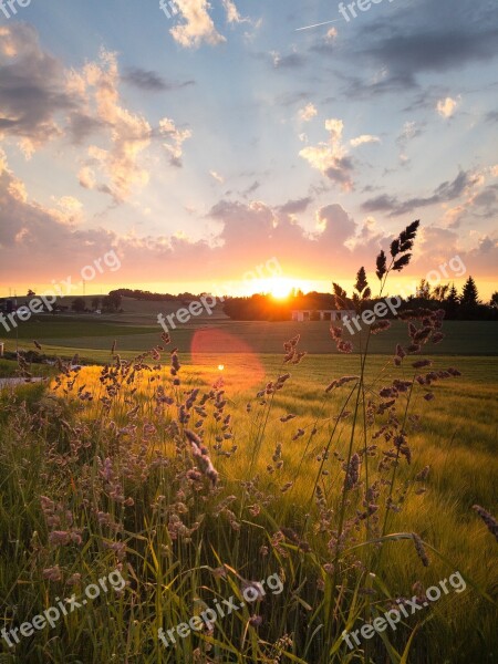 Sunset Grass Close Up Garcia Summer