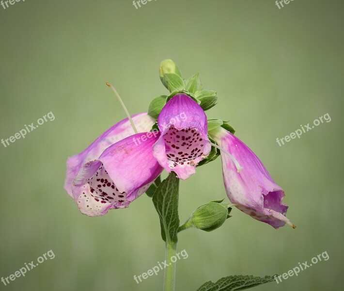 A Flower Of The Field Meadow Spring Nature Blooming