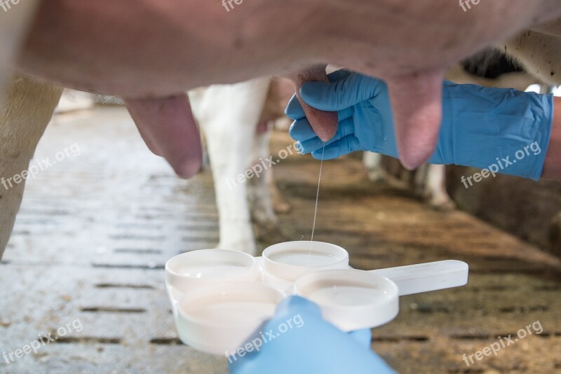 Milk Cow's Milk Animal Product Vollmilch Agriculture