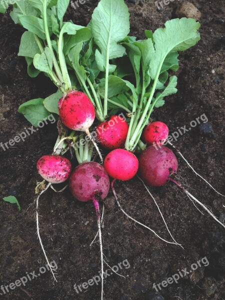 Radish Vegetable Food Healthy Fresh