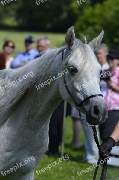 Main And State Stud Marbach Thoroughbred Arabian Mare Arabs Stud