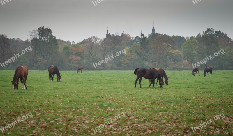 Stud Horses Meadow Catwalk Grass