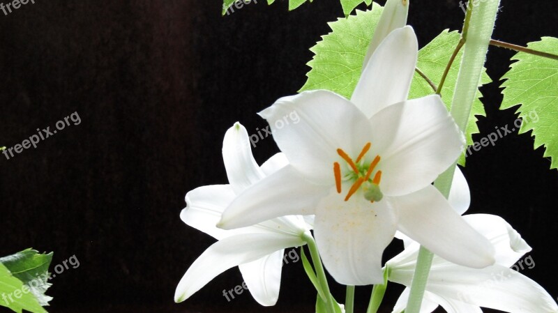 Lily Flower White Romantic Composition