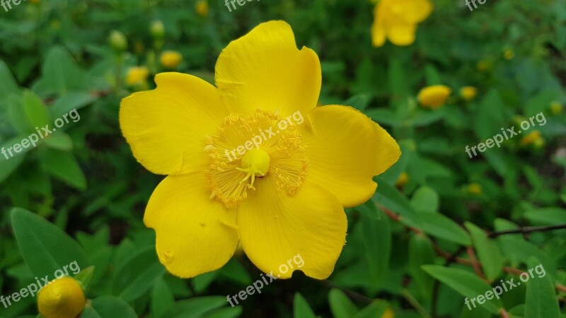 Hertshooi Flower Garden Plant Yellow Bloom