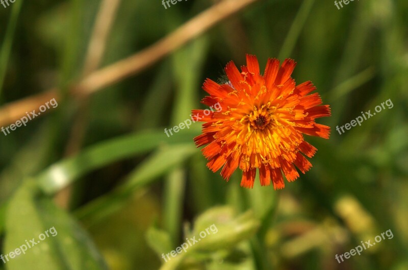 Hieracium Aurantiacum Orange Red Hawkweed Red Orange Flower