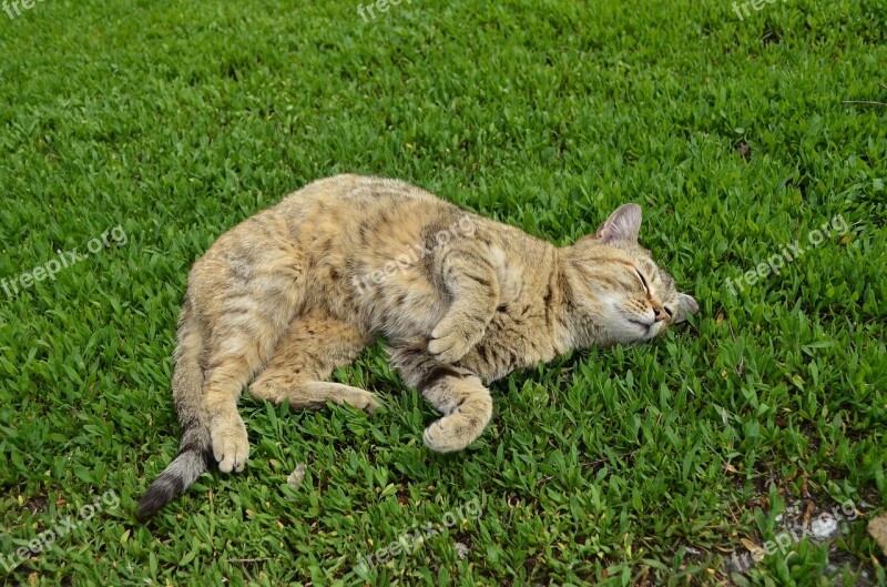 Cat Cat On The Grass Green Grass Fur