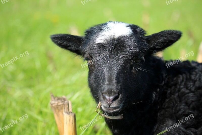 Lamb Heidschnucke Lüneburg Heath Pasture Nature