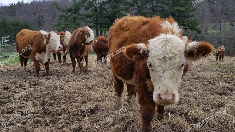 Cow Cows Farm Animal Dairy