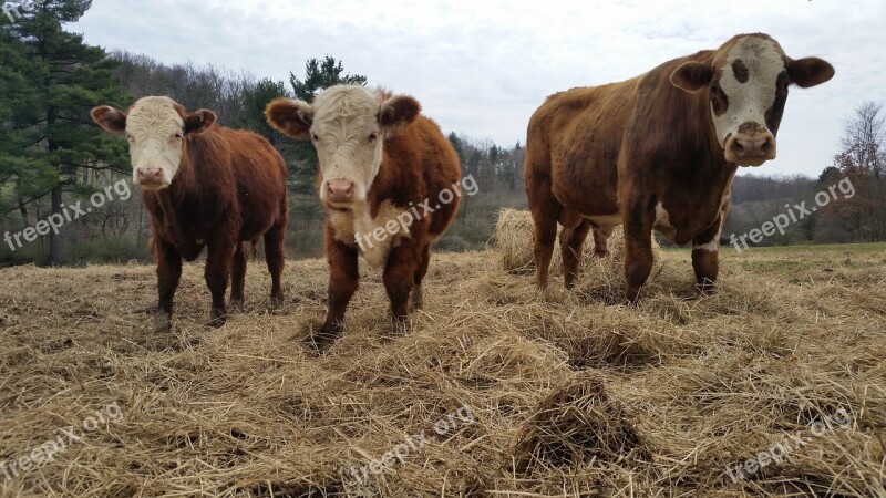 Cow Cows Farm Animal Dairy