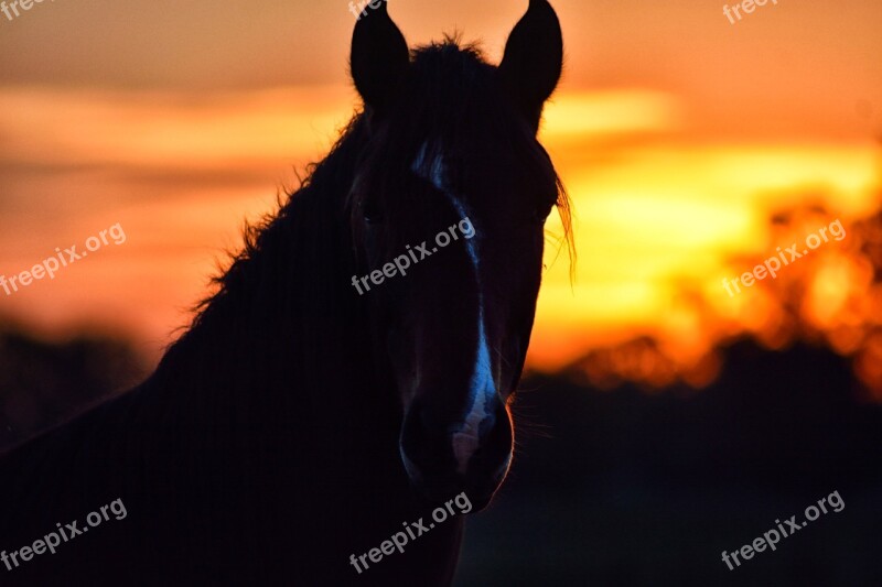 Equine Shadows Meek Animal Nature