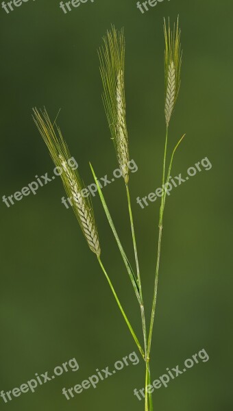 Rye Nourishing Rye Cereals Halme Plant