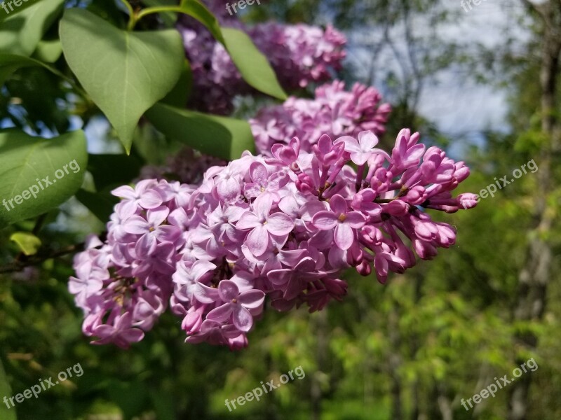 Lilac Bloom Lilac Lilacs Lilac Tree Lilac Bush