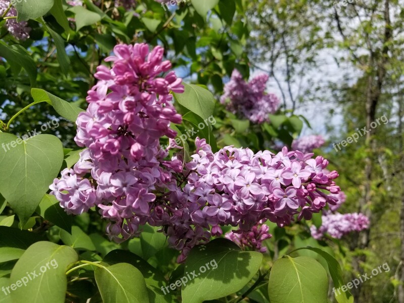 Lilac Lilacs Lilac Tree Lilac Bush Flowers