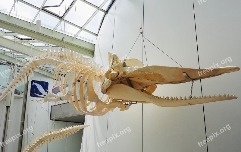 Whale Skeleton Hanging Exhibition Ozeaneum Stralsund