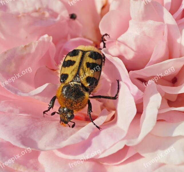 Rose Bloom Beetle Yellow Black Spotted Petals