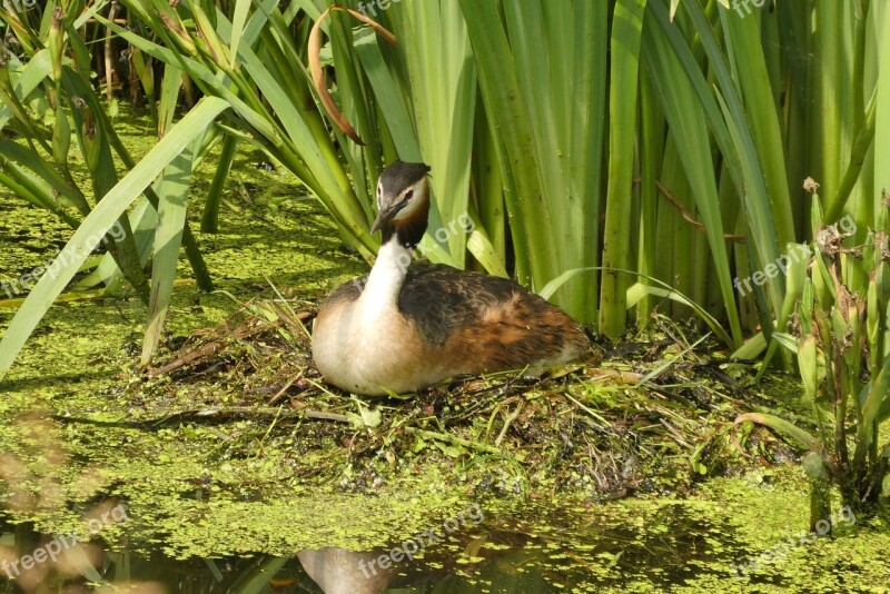 Great Crested Grebe On The Nest Hatch Spring Nest Nature