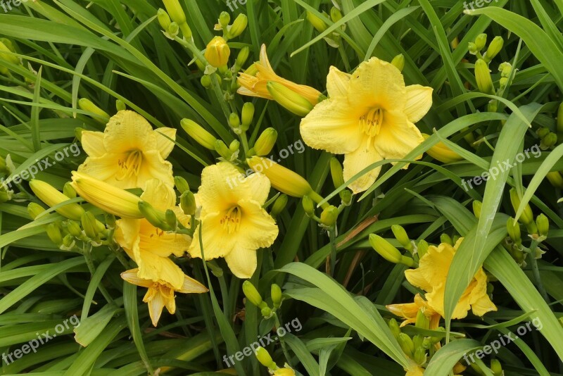 Daylily Yellow Flower Flowers Spring Perennial