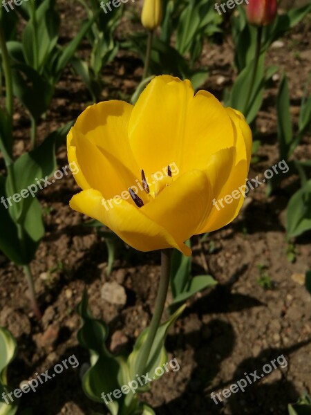 Tulip Spring Flowers Spring Flowers Handsomely