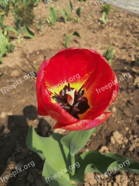 Tulip Spring Flowers Spring Flowers Handsomely