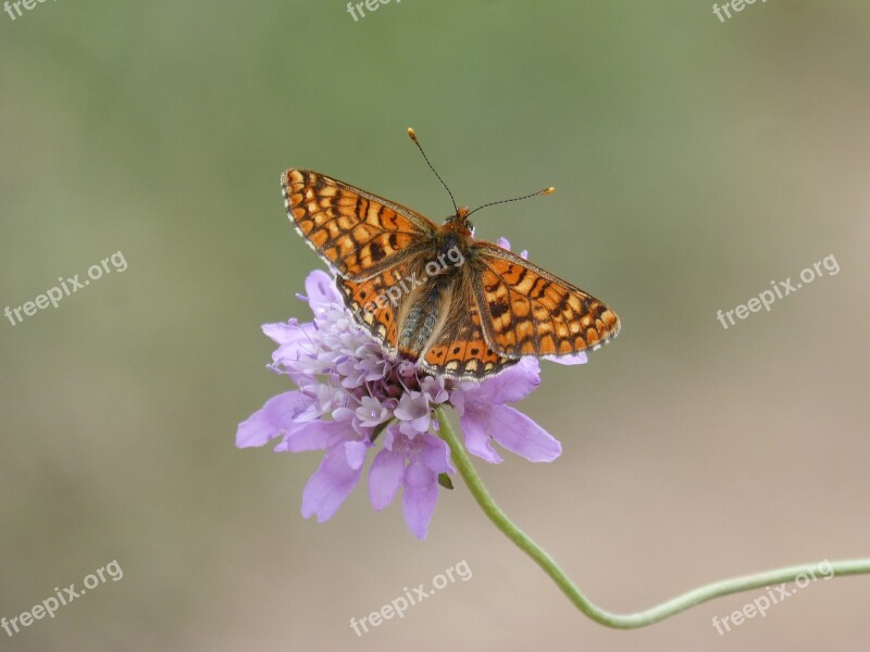 Butterfly Damero Knapweed Melitaea Phoebe Orange Butterfly Libar