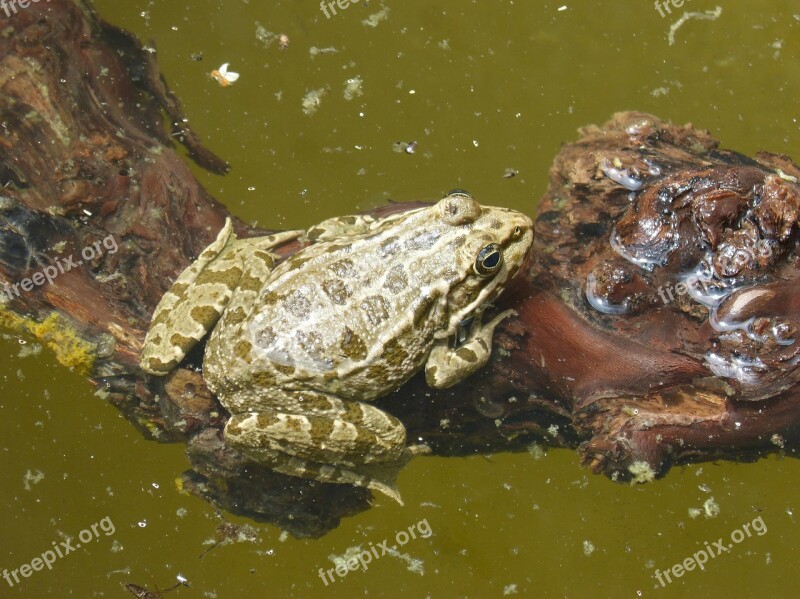 Frog Batrachian Pond Float Green Frog