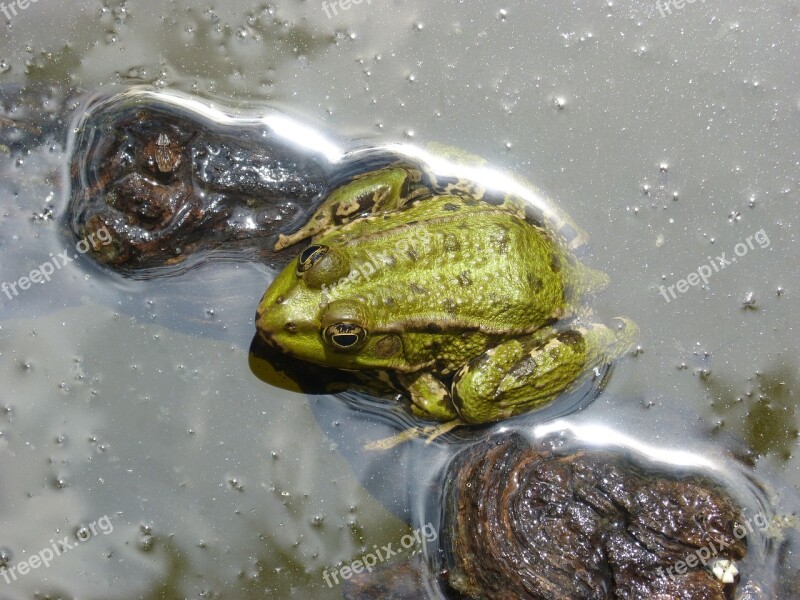 Frog Batrachian Pond Float Green Frog