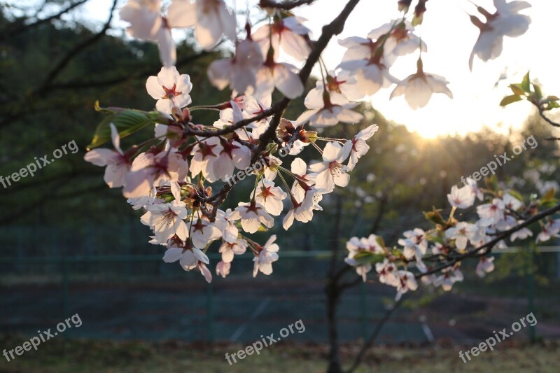 Japan Cherry Blossom Sunrise Sun The Real Sakura