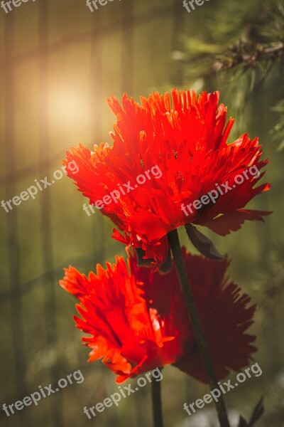 Poppy Flower Poppy Flower Mohngewaechs Red Poppy