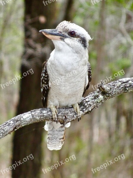 Kookaburra Bird Australian Kingfisher National