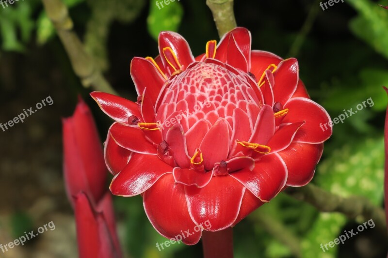 Frangipani Red Blossom Bloom Free Photos