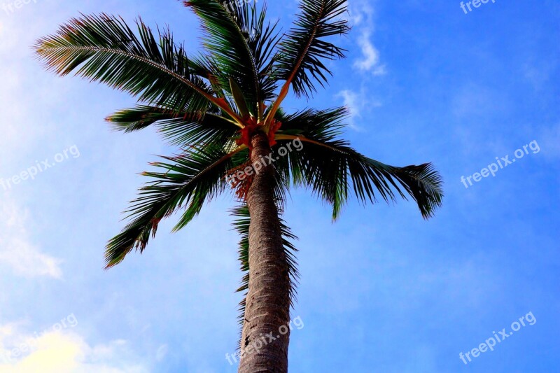 Tree Palm Tree Florida Warm Dominican Republic