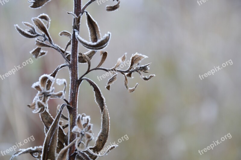 Nature Frost Autumn Rime The First Frost