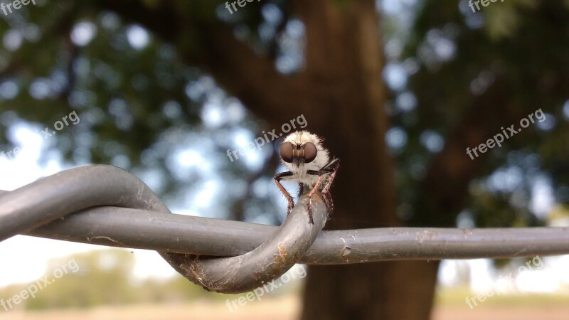 Fly Insect Bug Nature Animal