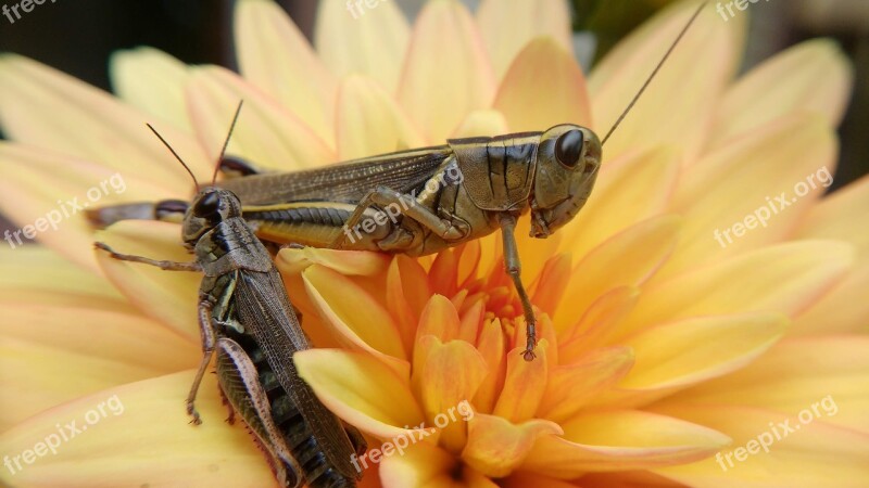 Grasshopper Insect Flower Bug Nature