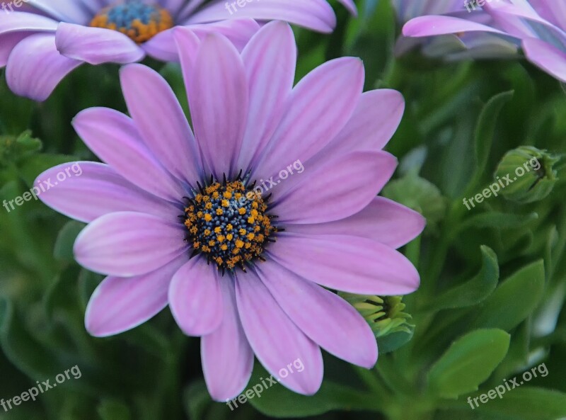 Flower Blossom Bloom Purple Nature